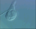 View Amphileptus punctatus QuickTime movie - 1.458 mb