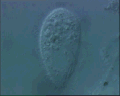 View Calyptotricha lanuginosa QuickTime movie - 2.526 mb