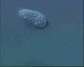 View Calyptotricha lanuginosa QuickTime movie - 1.138 mb