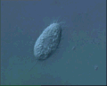 View Calyptotricha lanuginosa QuickTime movie - 1.429 mb