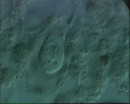 View Calyptotricha lanuginosa QuickTime movie - 3.418 mb