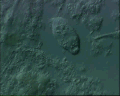 View Calyptotricha lanuginosa QuickTime movie - 0.673 mb