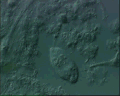 View Calyptotricha lanuginosa QuickTime movie - 1.018 mb