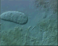 View Enchelyomorpha vermicularis QuickTime movie - 1.292 mb