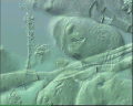 View Epistylis chrysemydis QuickTime movie - 1.92 mb