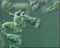 View Epistylis coronata QuickTime movie - 2.825 mb