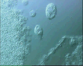 View Entosiphon sp. QuickTime movie - 0.815 mb