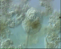 View unknown sp. QuickTime movie - 1.478 mb