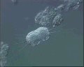 View unknown sp. QuickTime movie - 0.451 mb
