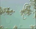 View unknown sp. QuickTime movie - 0.99 mb