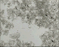 View Trithigmostoma cucullulus QuickTime movie - 1.894 mb