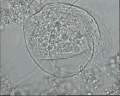 View Trithigmostoma cucullulus QuickTime movie - 2.46 mb