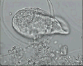 View Trithigmostoma cucullulus QuickTime movie - 1.15 mb