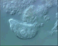 View Trithigmostoma cucullulus QuickTime movie - 1.409 mb