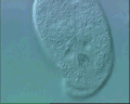 View Trithigmostoma cucullulus QuickTime movie - 1.512 mb