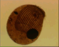 View Trithigmostoma cucullulus QuickTime movie - 1.114 mb