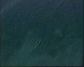 View Trithigmostoma cucullulus QuickTime movie - 1.071 mb