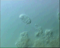 View Trochilia minuta QuickTime movie - 1.256 mb