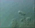 View Trochilia minuta QuickTime movie - 1.274 mb