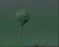 View Vorticella aquadulcis QuickTime movie - 2.576 mb