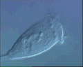 View Vorticella convallaria QuickTime movie - 0.645 mb