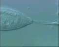 View Vorticella convallaria QuickTime movie - 1.317 mb