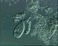 View Vorticella convallaria QuickTime movie - 2.601 mb