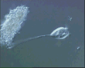 View Vorticella infusionum QuickTime movie - 1.387 mb