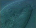 View Vorticella infusionum QuickTime movie - 1.893 mb