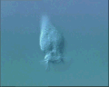 View Vorticella infusionum QuickTime movie - 4.221 mb