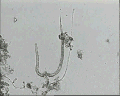 View unknown sp. QuickTime movie - 2.017 mb