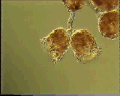 View Campanella sp. QuickTime movie - 2.405 mb