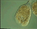 View Campanella sp. QuickTime movie - 2.016 mb