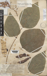 Click for full sized image of this specimen