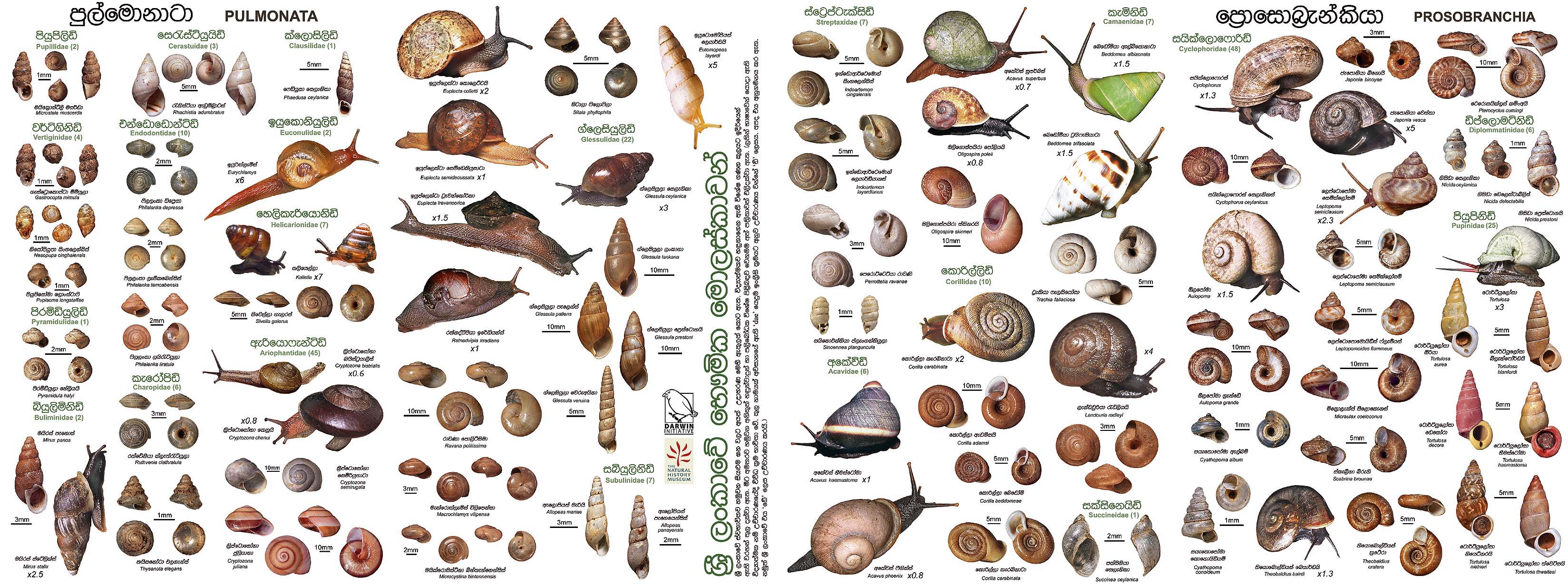 Snail Classification Chart