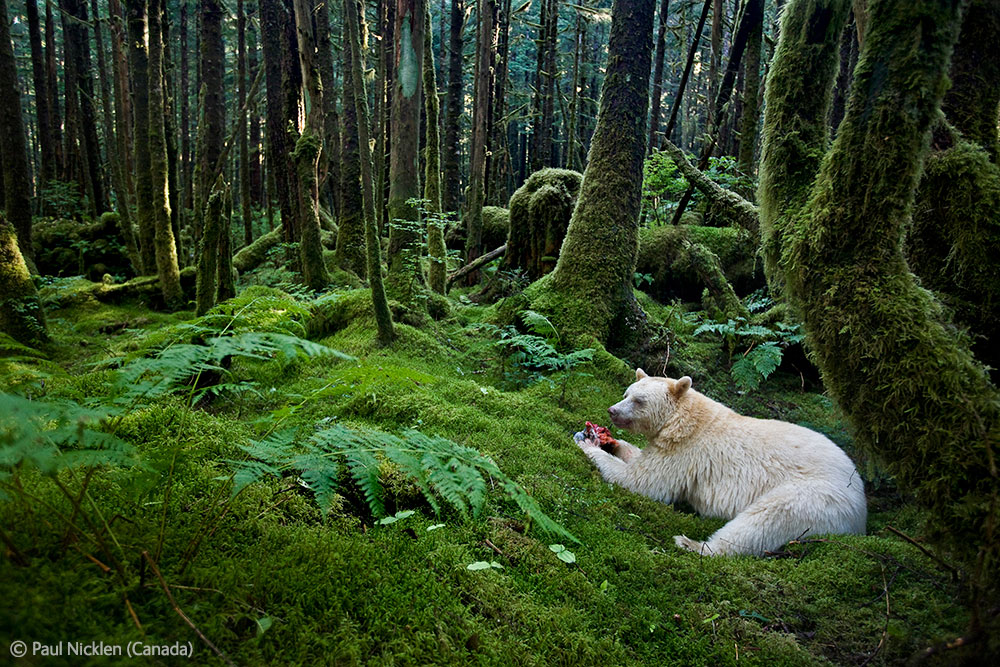 Spirit of the forest by Paul Nicklen (Canada) - Animals in their Environment (Specially Commended)