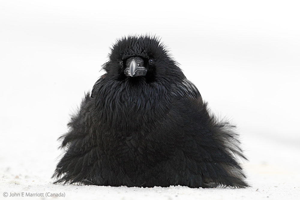 Wildlife Photographer of the Year Wildlife Photographer of the Year