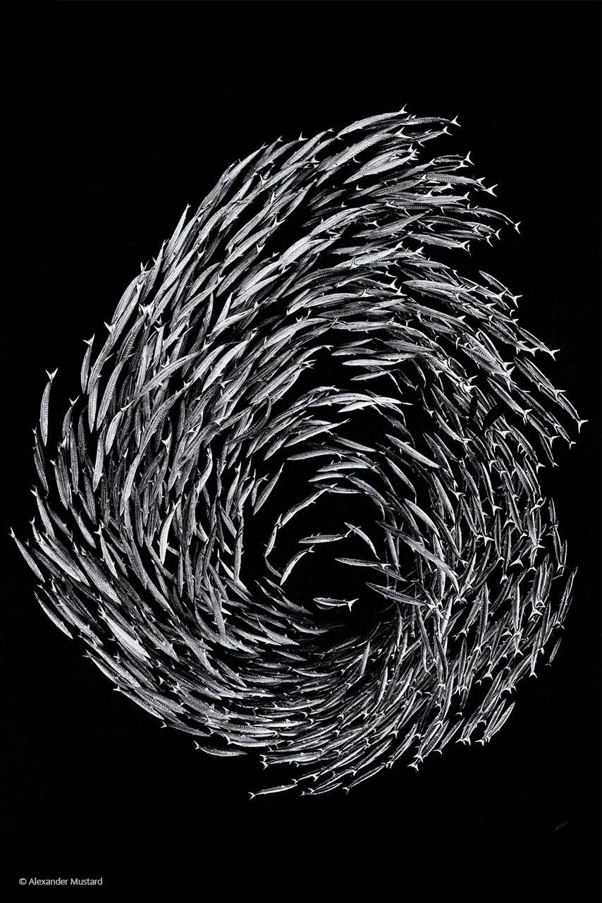 Barracuda swirl