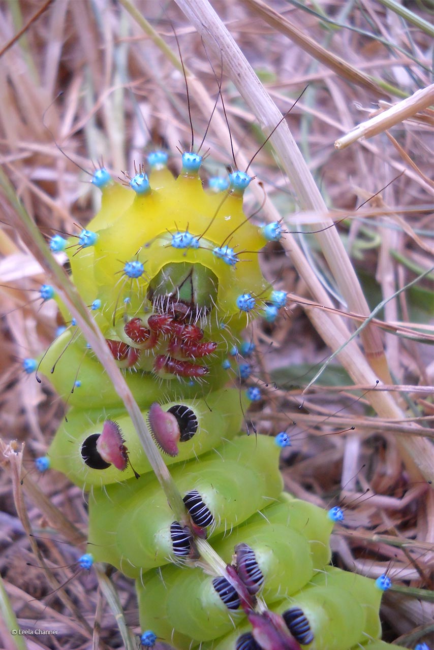 Great peacock moth caterpillar