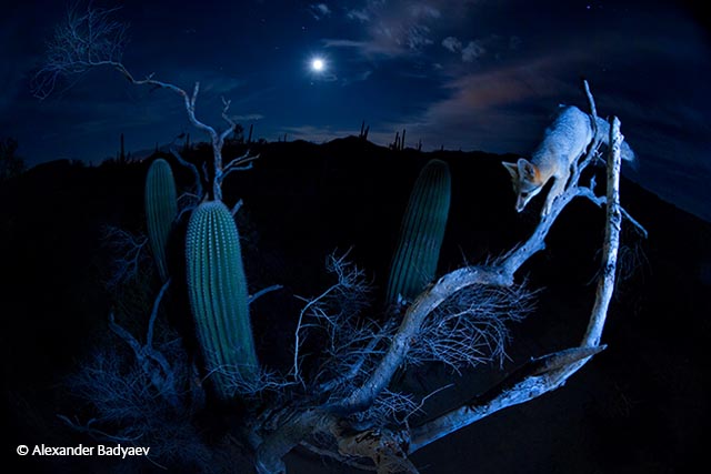 Moonlight climber