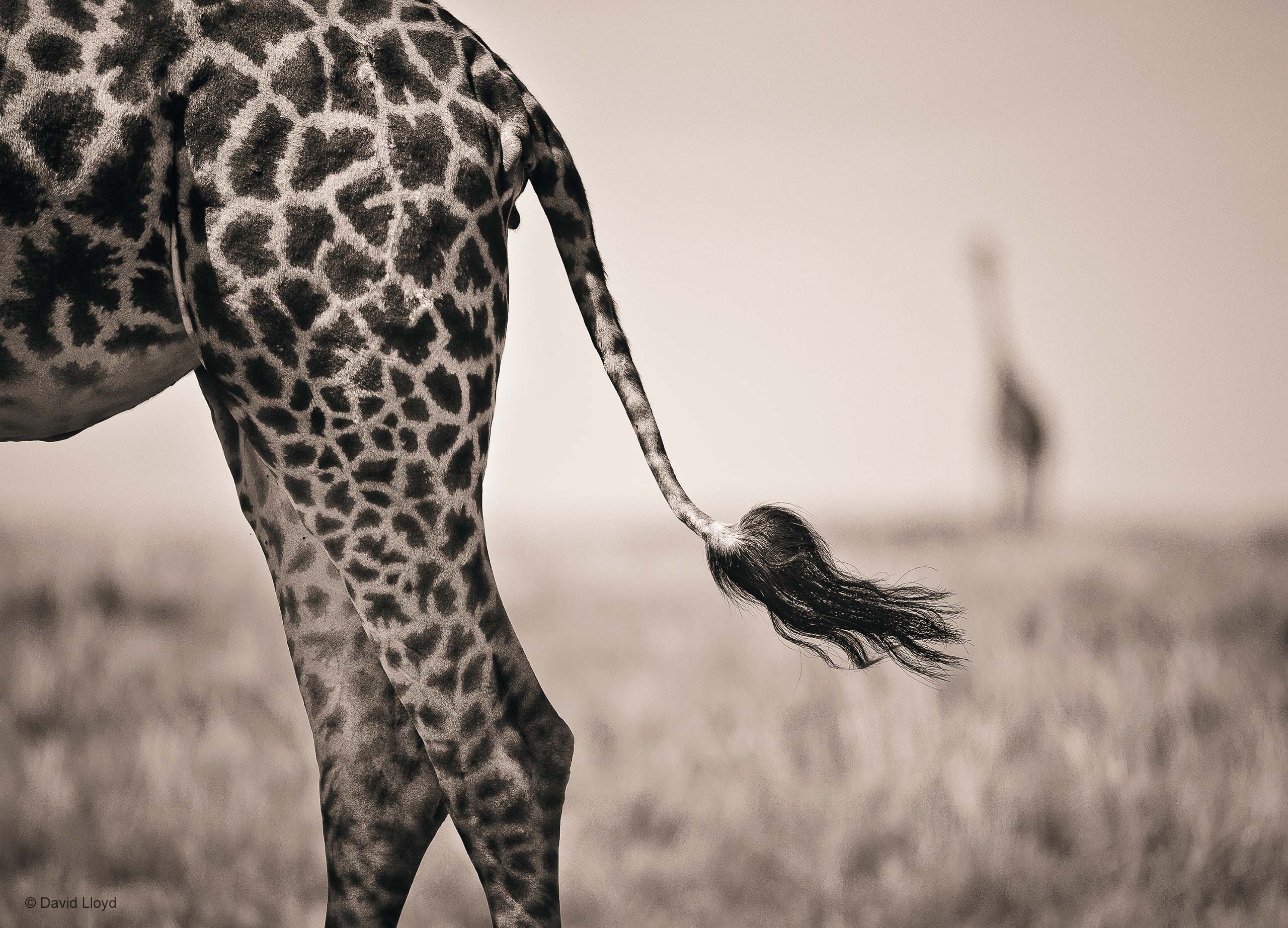 In The Flick Of A Tail David Lloyd Nature In Black And White 