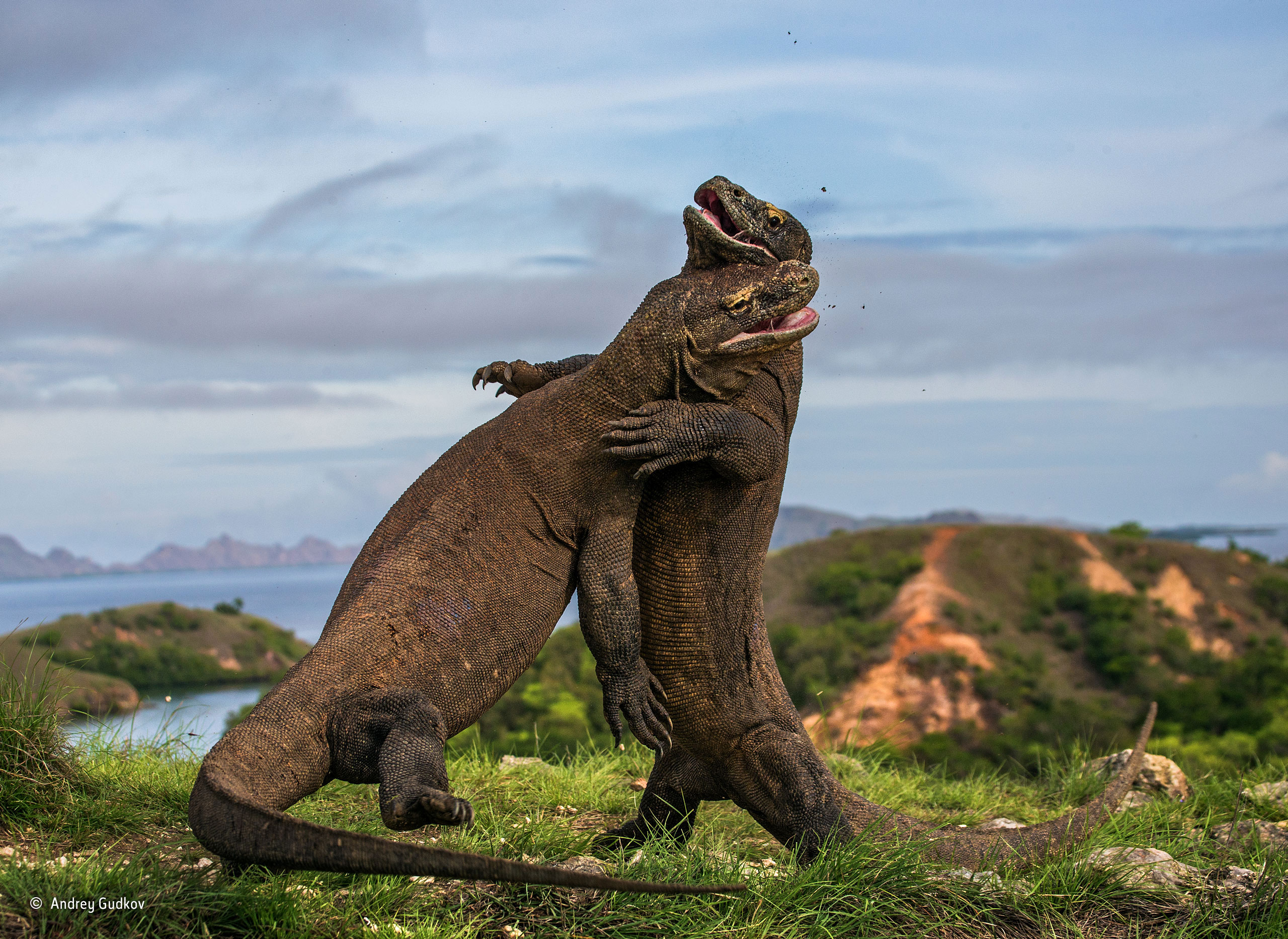 Komodo Judo. Image: Andrey Gudikov/National History Museum