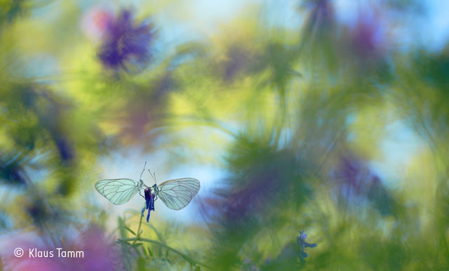 Are Males More Beautiful Than Females In Nature Are Males More Beautiful Than Females In Nature