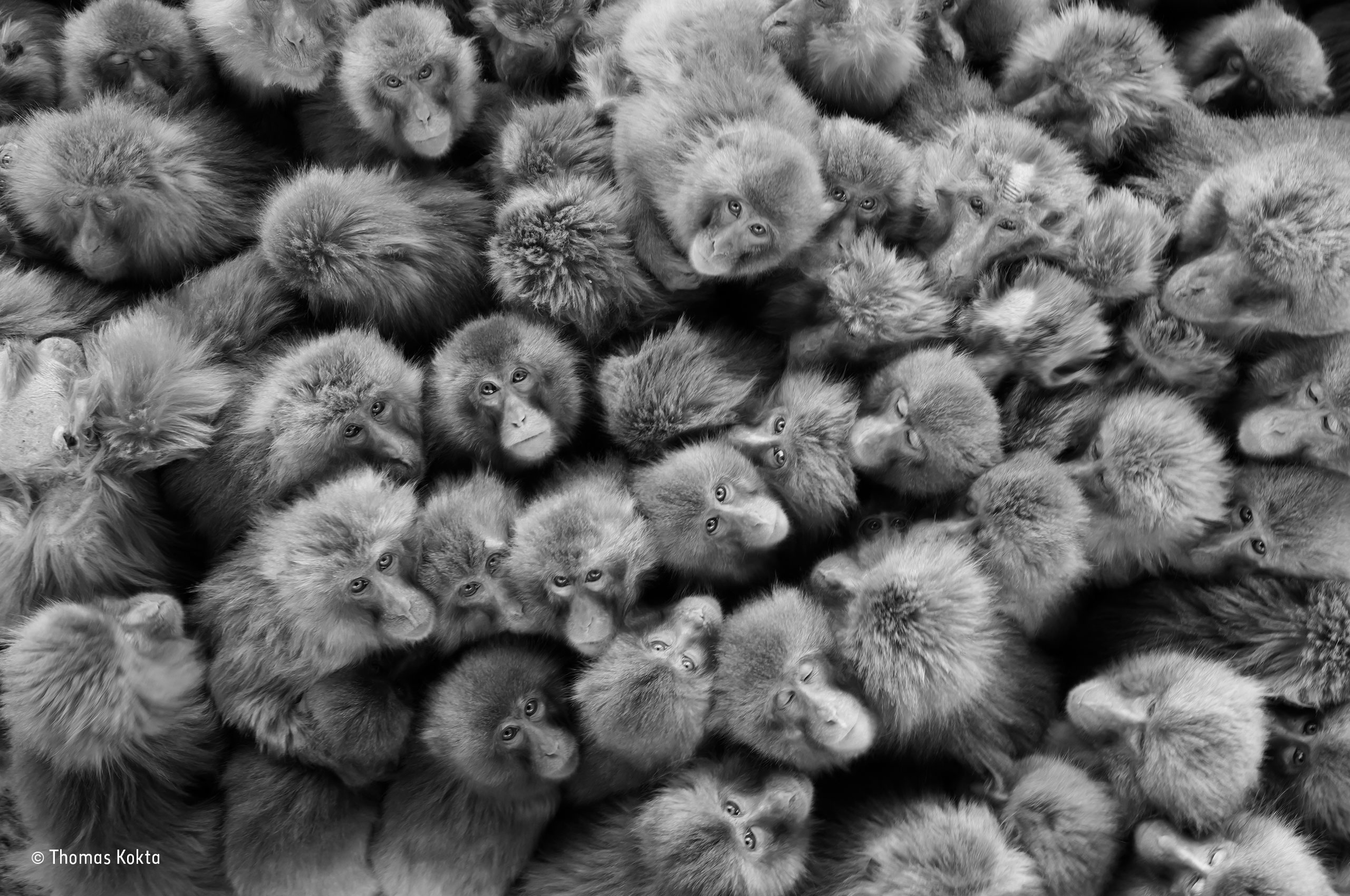 Monkey ball Thomas Kokta Special Award People's Choice Wildlife