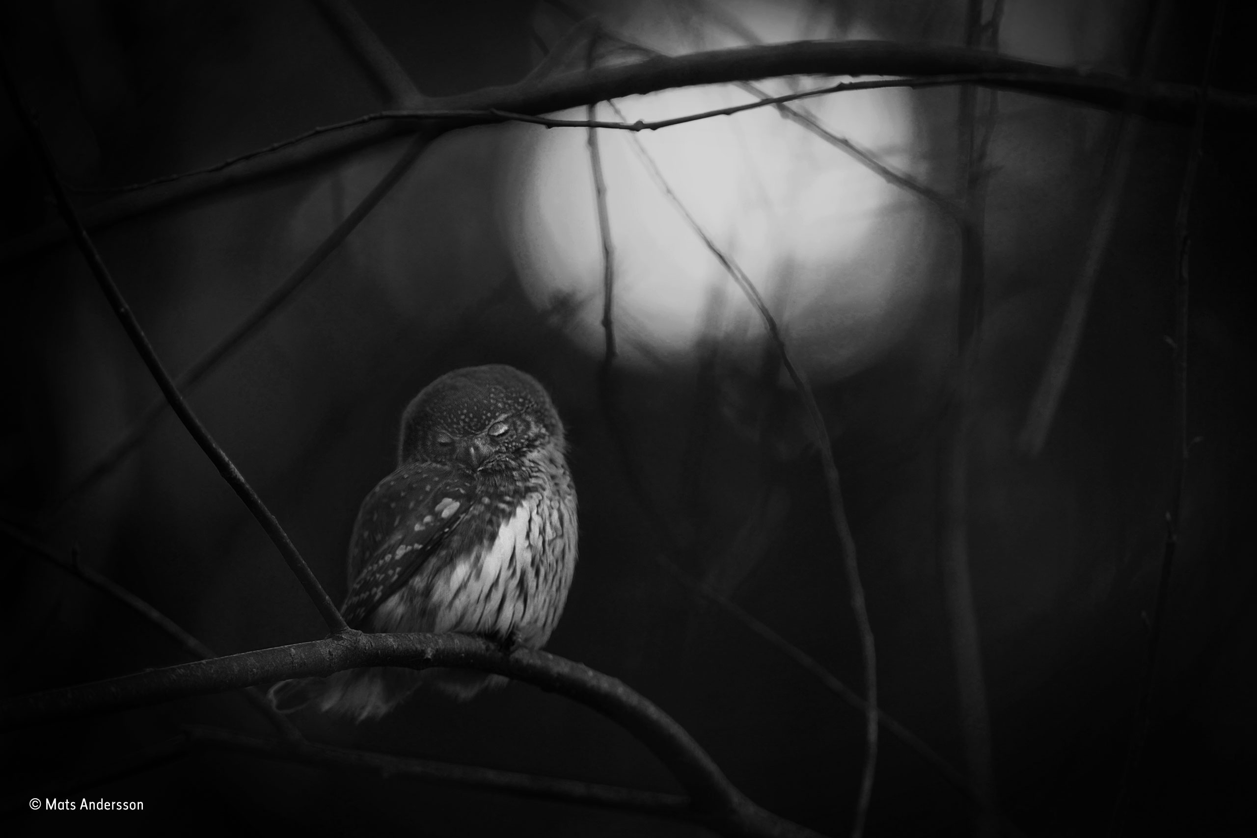Requiem For An Owl Mats Andersson Black And White Wildlife Requiem For An Owl