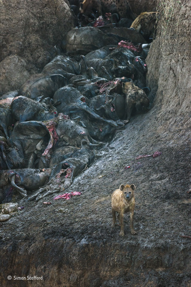 the aftermath simon stafford mammals wildlife photographer of