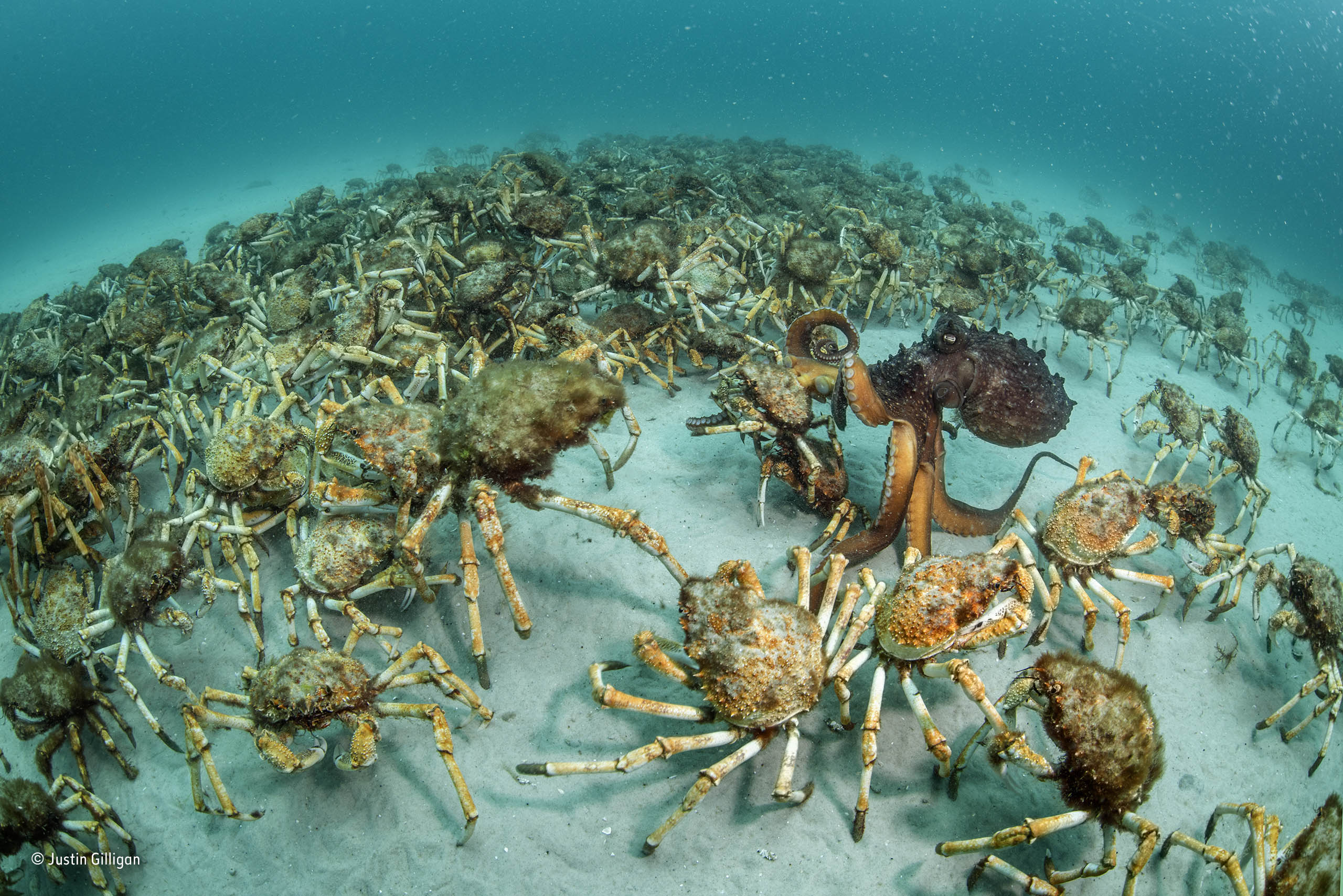 crab surprise justin gilligan behaviour invertebrates
