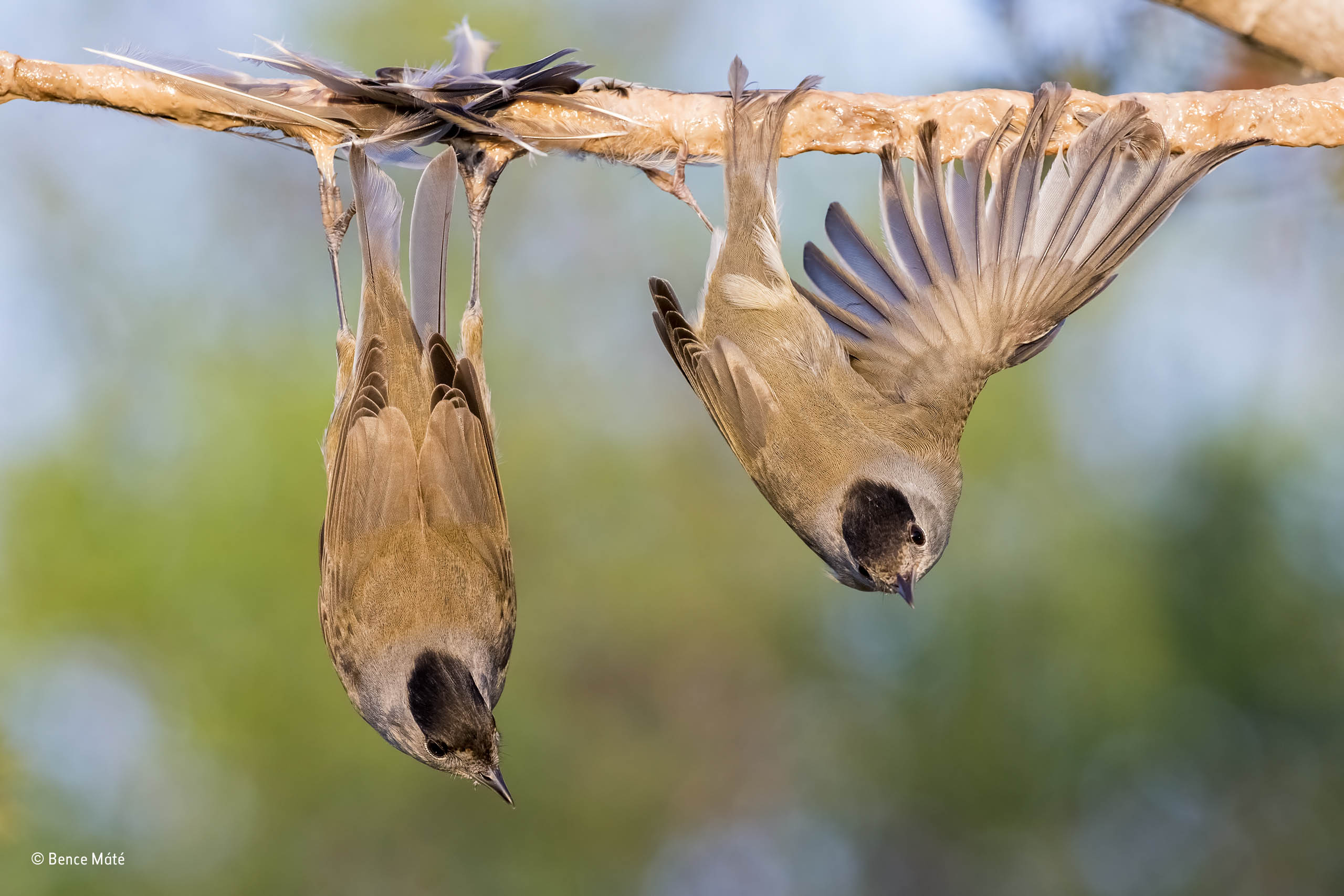 Natural History Museum Wildlife Photography Competition Natural History Museum Wildlife Photography Competition