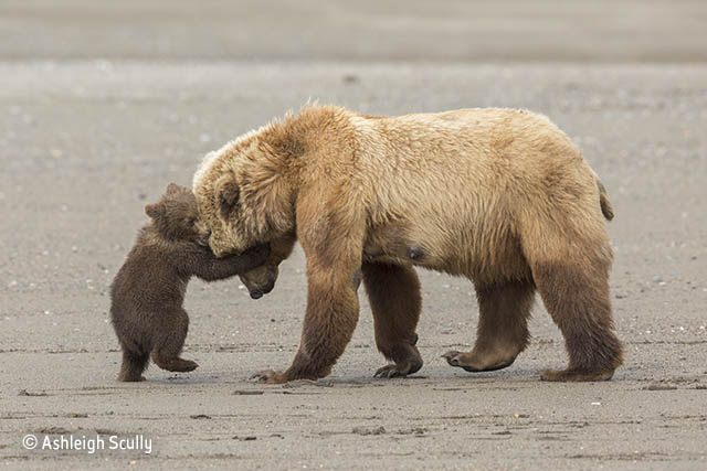 bear hug ashleigh scully