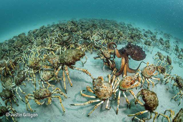crab surprise justin gilligan